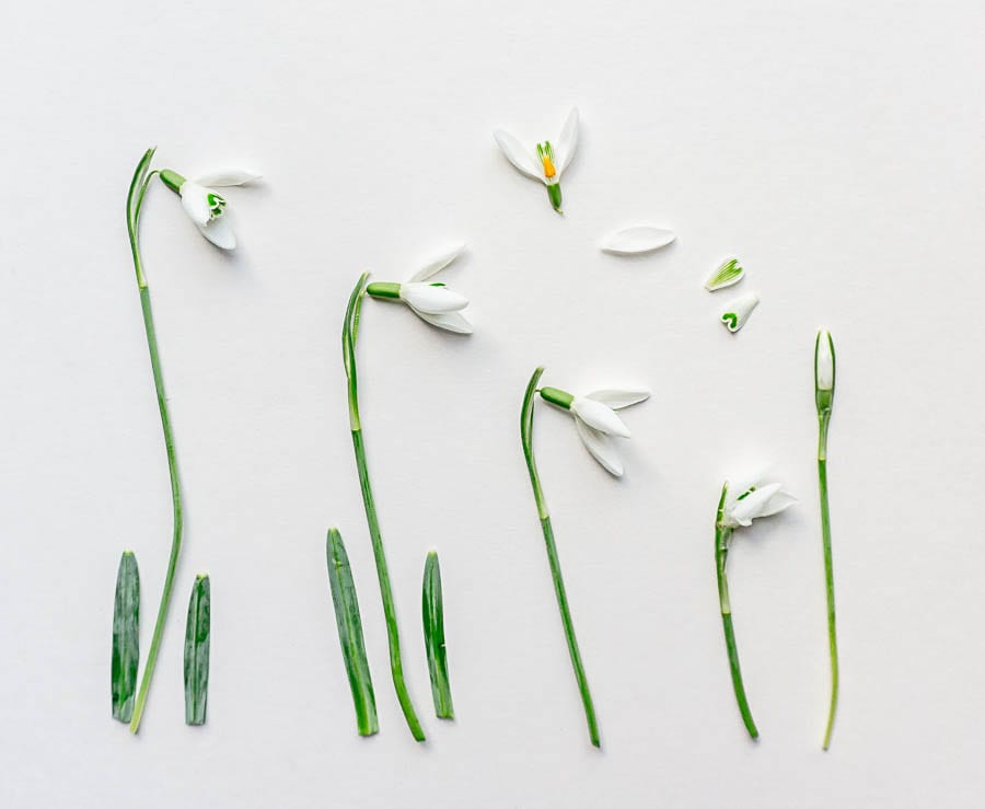 Snowdrop facts botanical flatlay