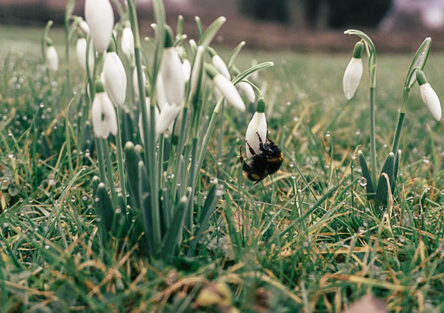 Snowdrop facts bumbleebee