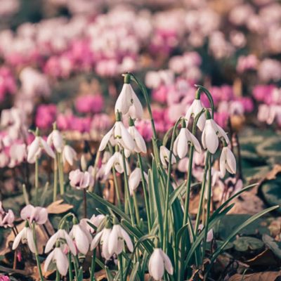 Snowdrops – 10 fun facts to tell kids