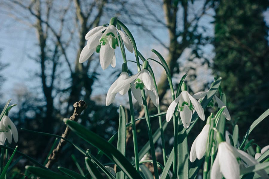 Snowdrop facts markings