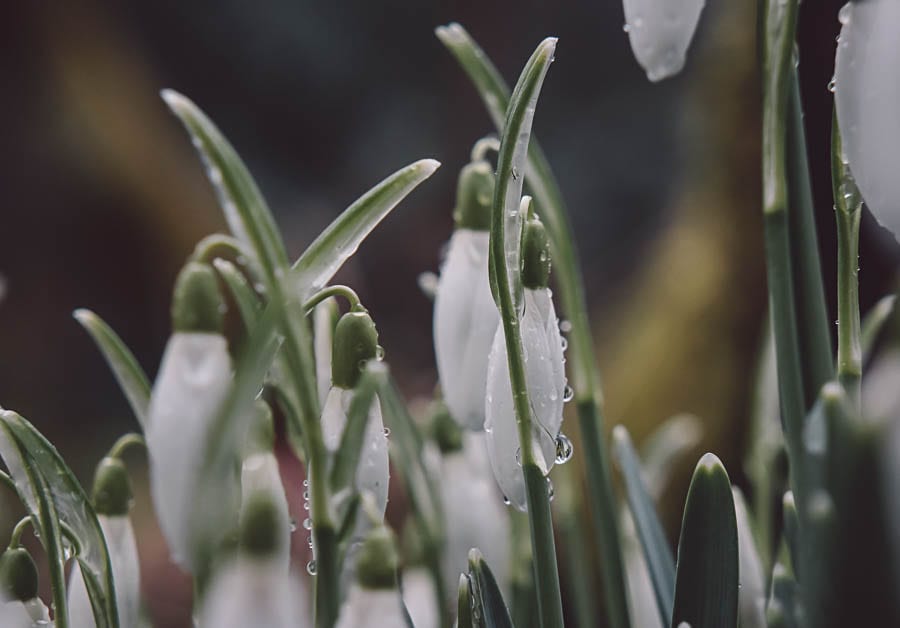 Snowdrop facts rain