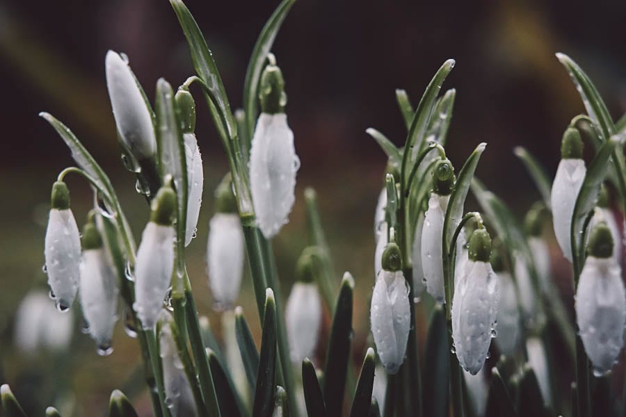 Snowdrop facts raindrops on buds