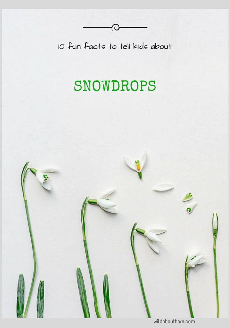 Snowdrops 10 fun facts to tell kids