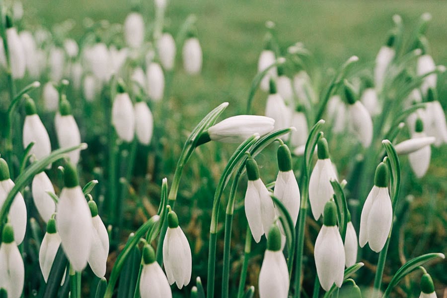 Snowdrops facts cluster