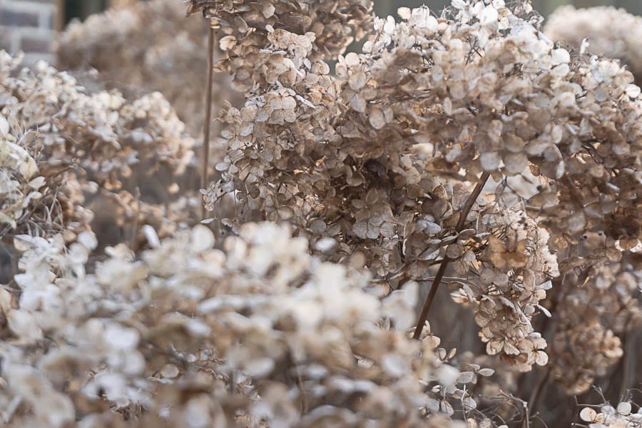 Winter flowers annabelle hydrangea