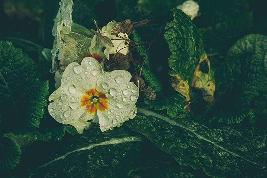 Winter flowers primroses water droplets