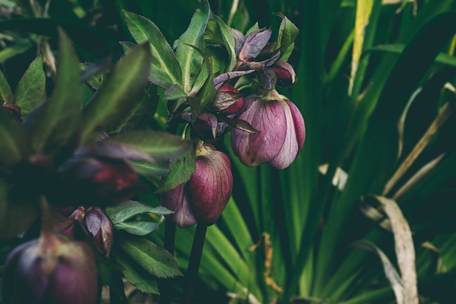 Winter flowers purple hellebores