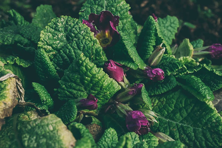 Winter flowers purple primroses