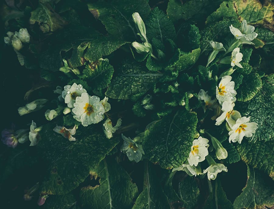 Winter flowers yellow primroses