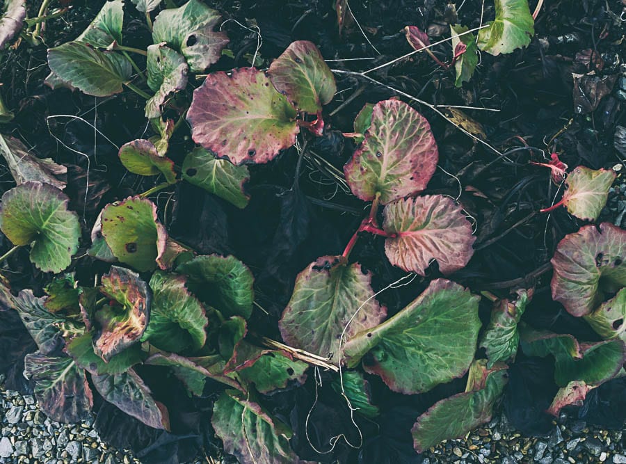 Winter garden bergenia