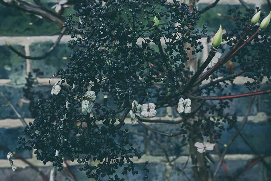 Winter garden climbing hydrangea