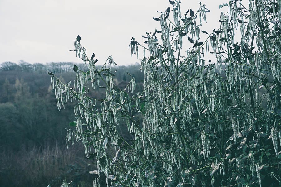 Winter garden garrya landscape