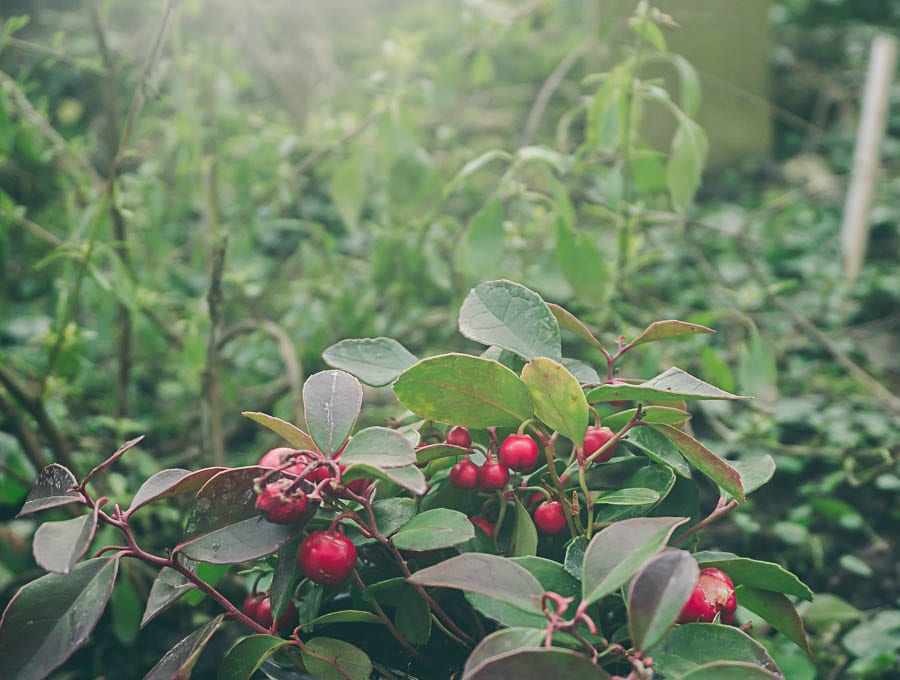 Winter garden gaultheria procumbens