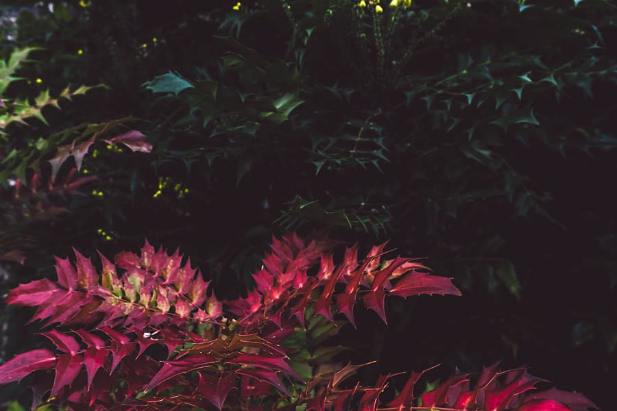 Winter garden mahonia species