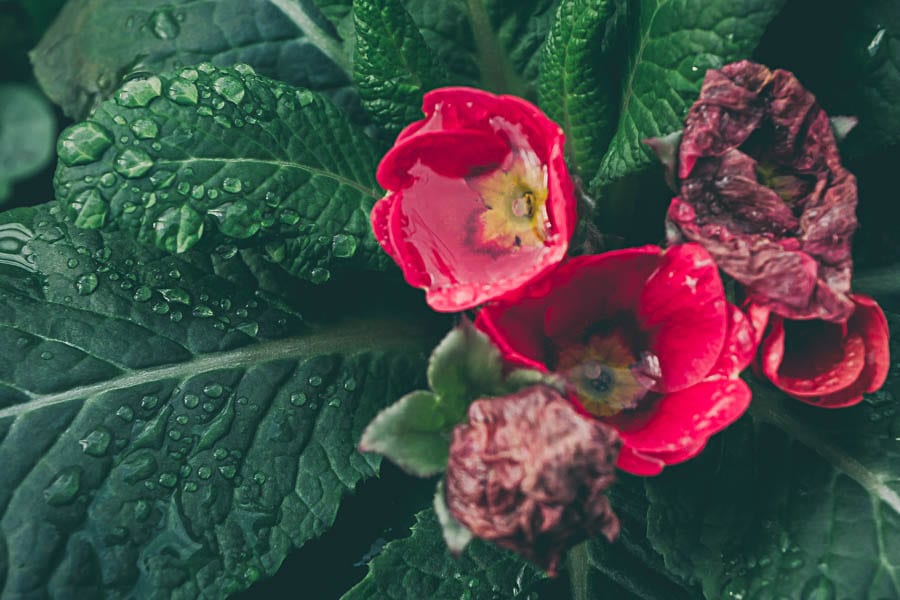 Winter garden polyanthus