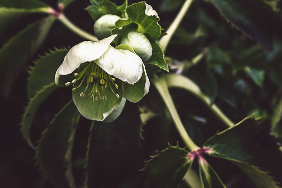 Winter garden silver lace hellebore