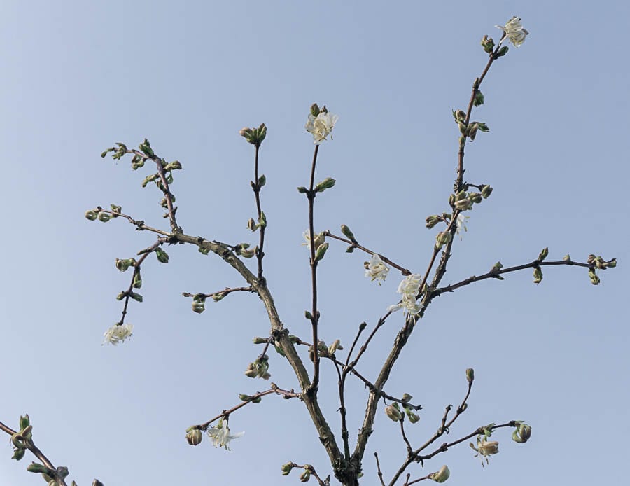 Winter garden sweetest honeysuckle and sky