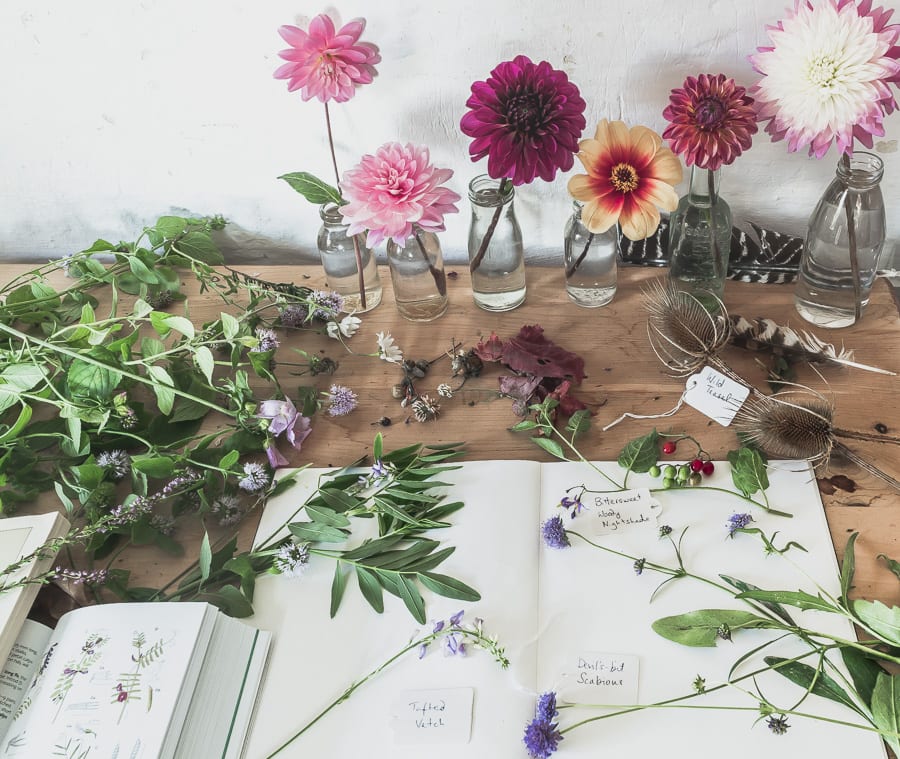 Botanical desk dahlias wild flowers September