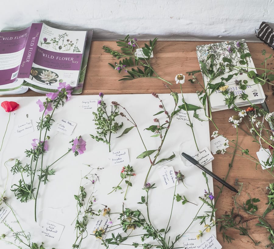 Botanical desk wild flowers September