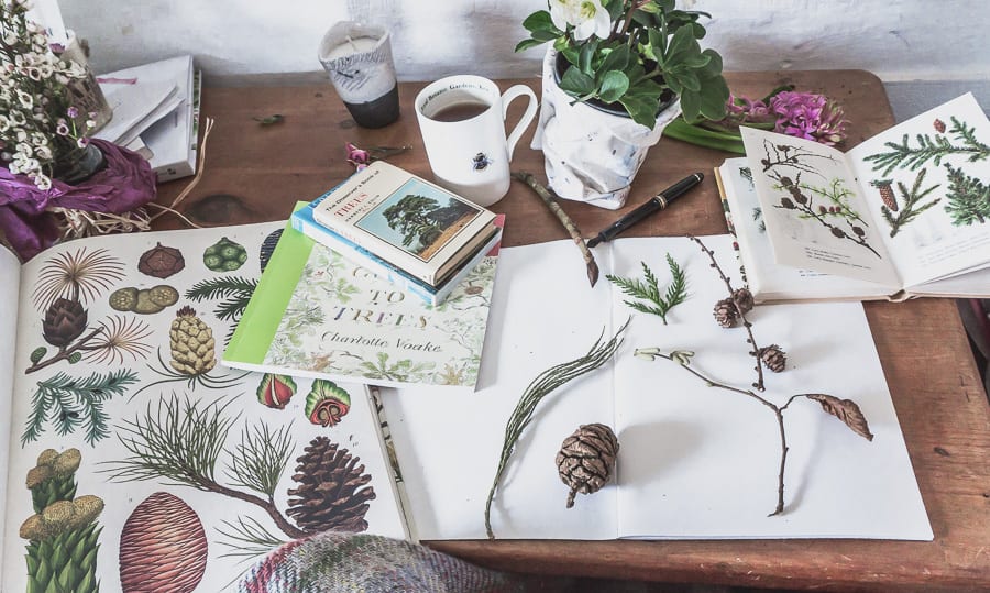 Botanical desk January tree cones