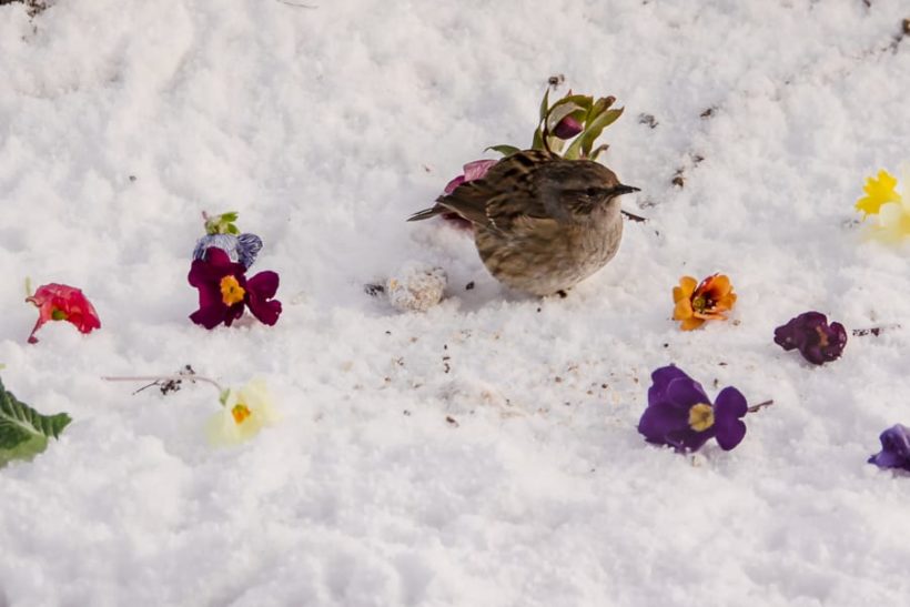 winter snow wren flowers