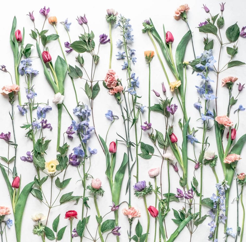 Botanical Art Photography Wild About Here