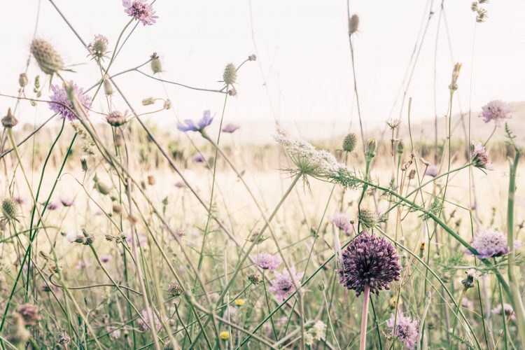 early morning wild flower meadow