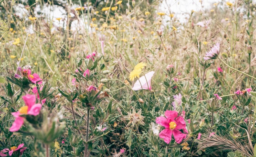 Cistus crispus