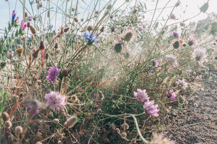 Roadside wild flowers Algarve