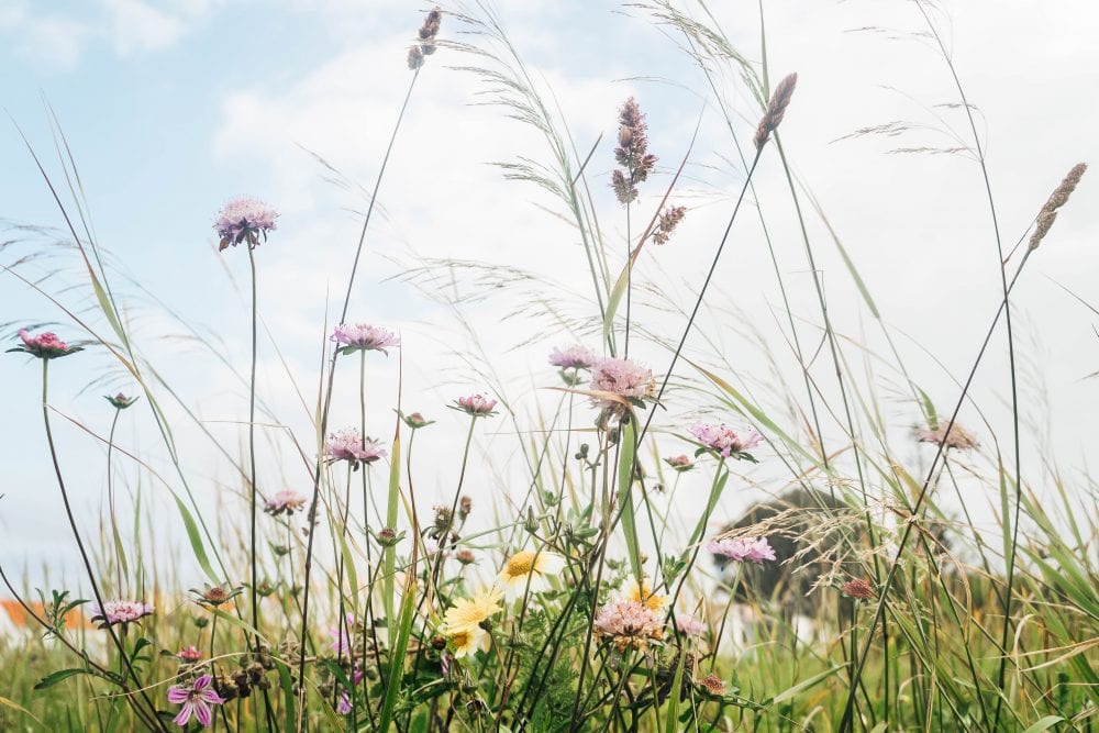 Sagres scabious wind blown