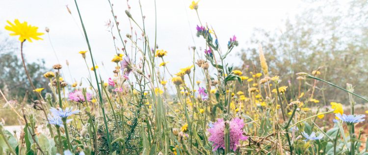 Wild flowers roadside Algarve