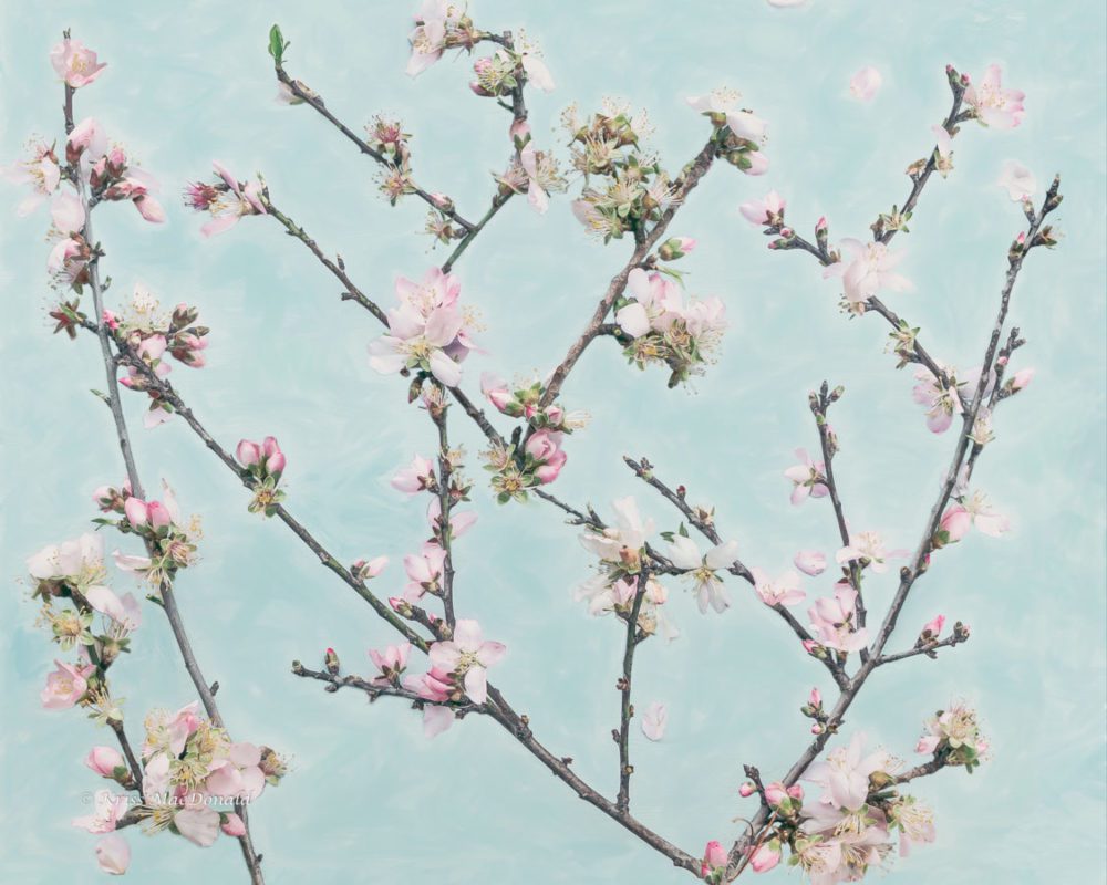 Almond Flowers