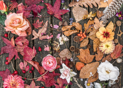 autumn leaves roses