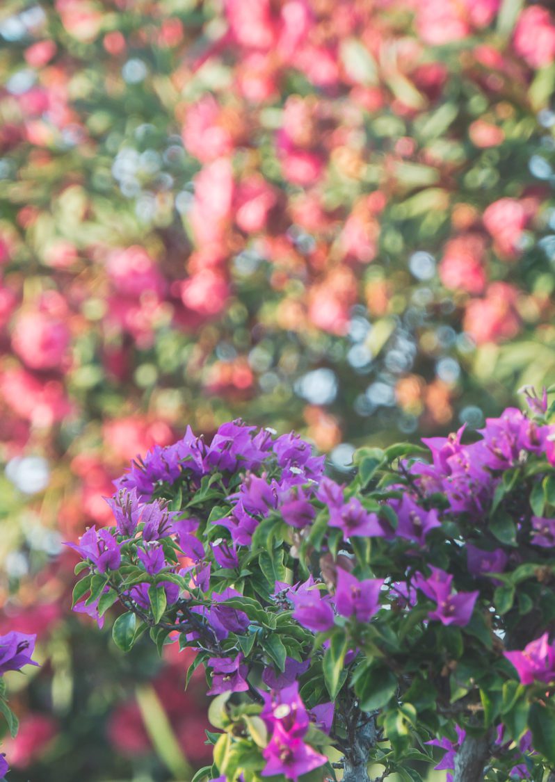 Bougainvillea purple