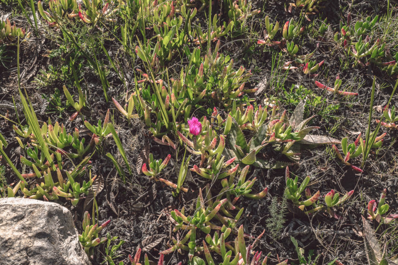 Carpobrotus edulis