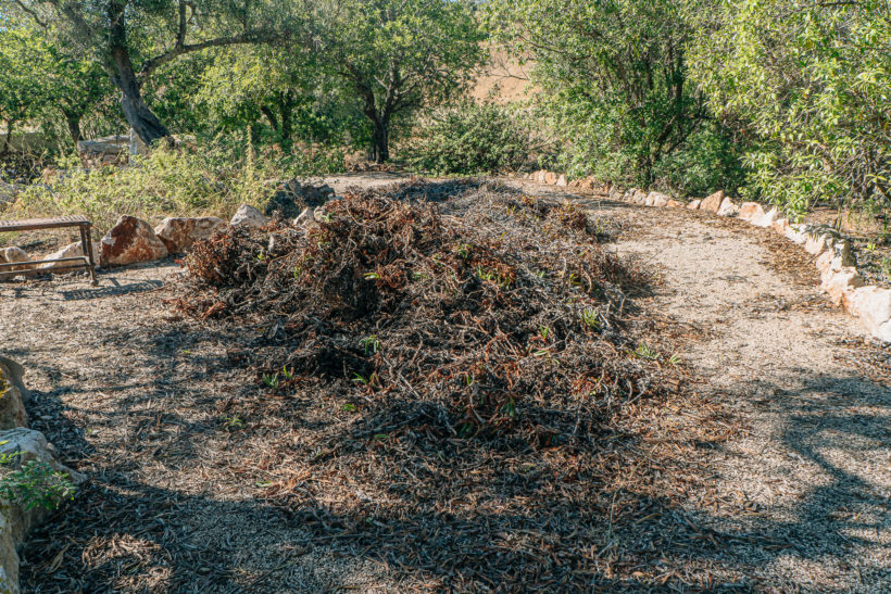 Pulled up Carpobrotus