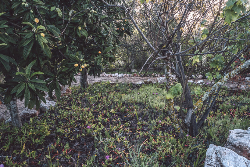 Carpobrotus under Loquat tree