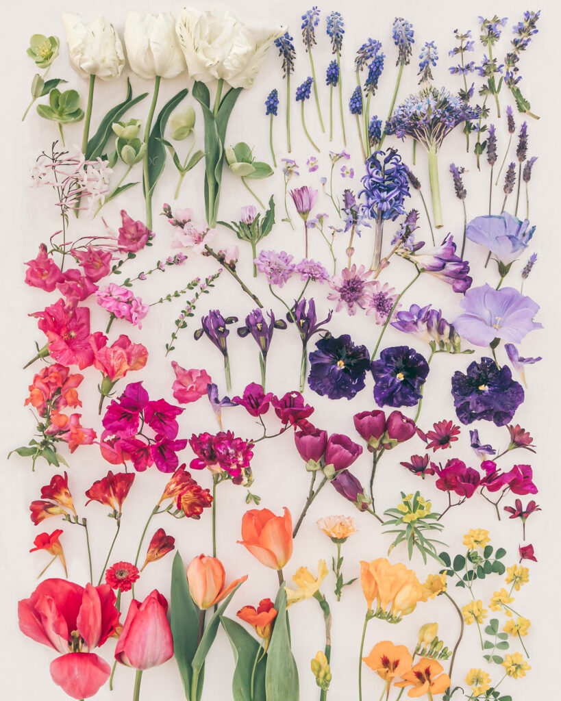 Harmony I floral art print Kriss MacDonald