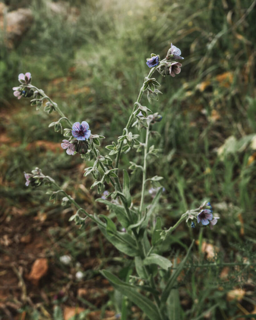 Cynoglossum creticum