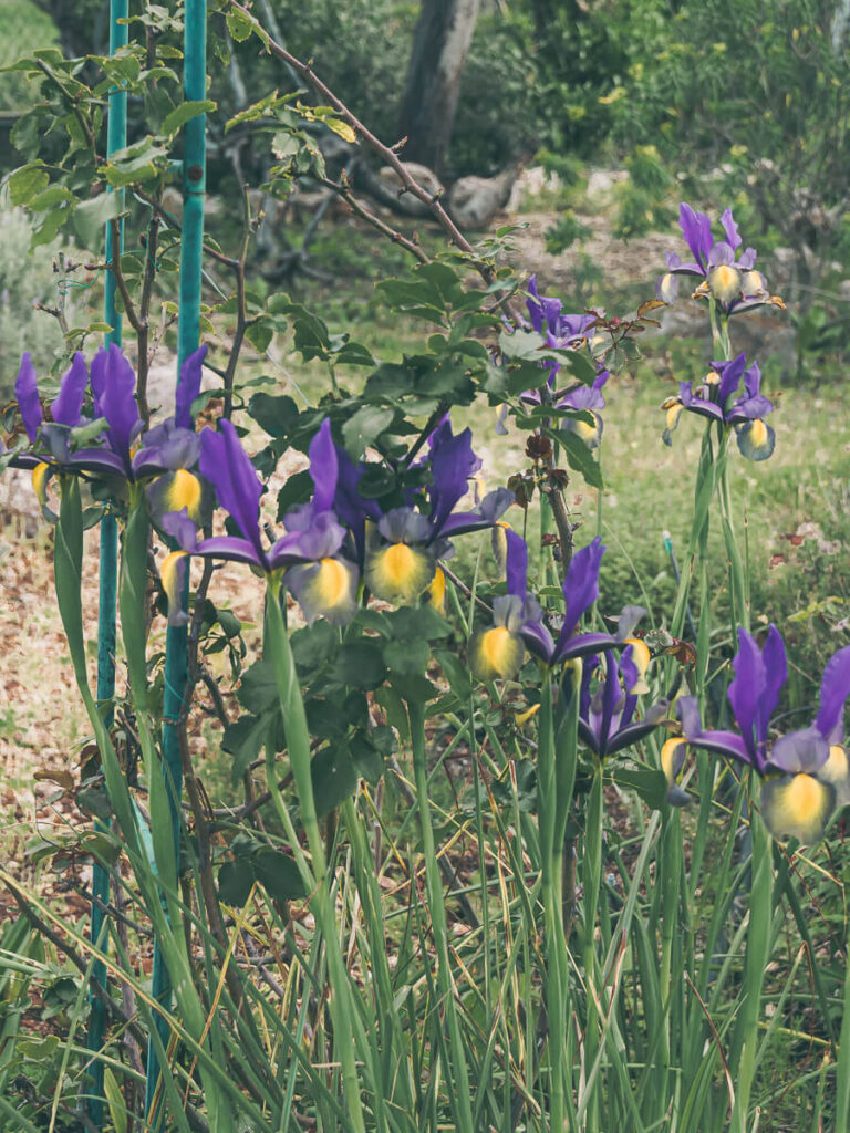 Dutch Iris in garden