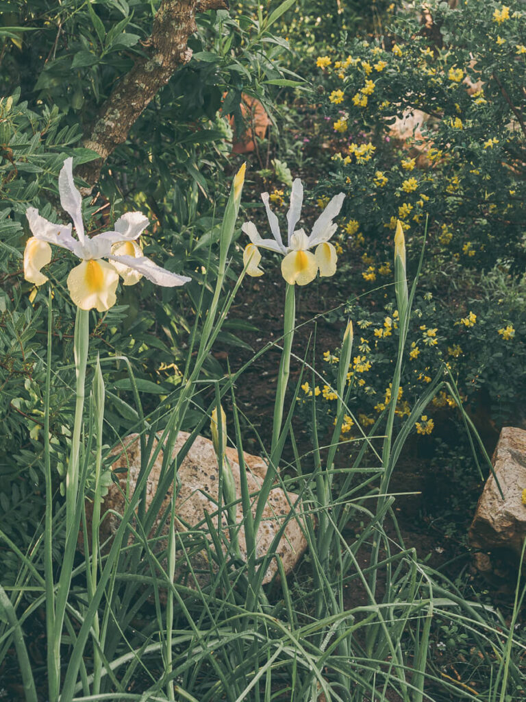 Dutch Iris and Scorpion Vetch