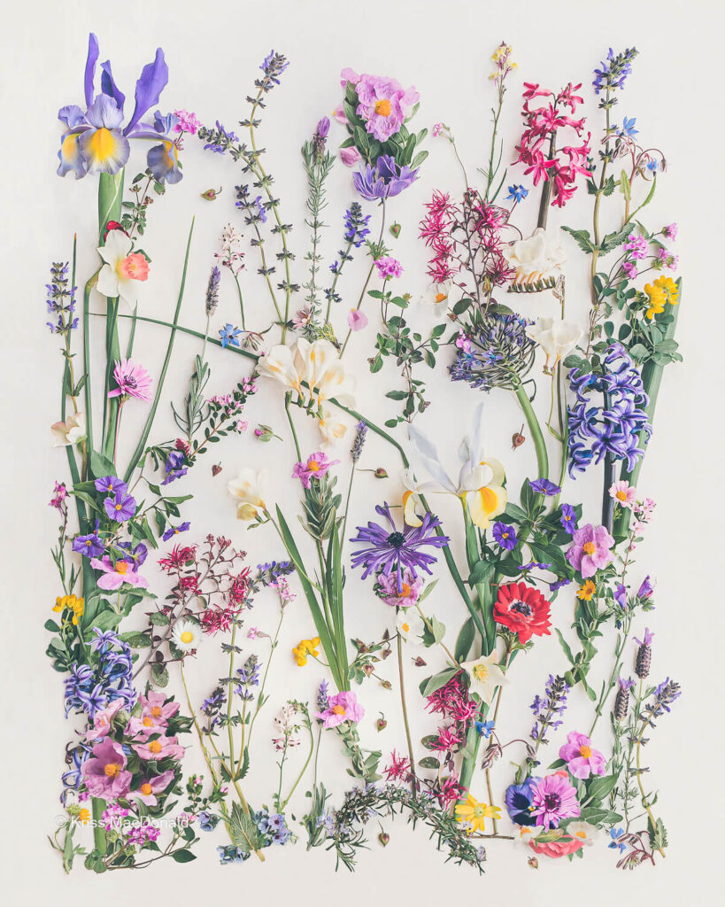 Iris Wild Garden botanical photography