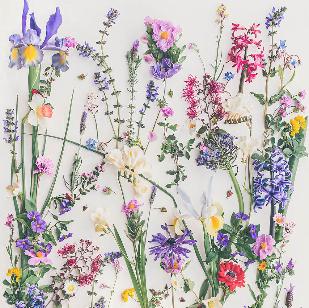 Iris Wild Garden botanical photography