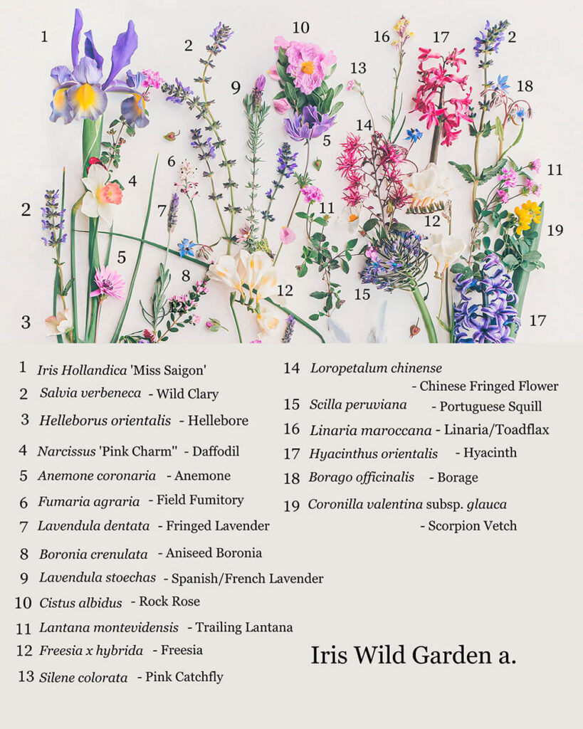 Iris Wild Garden flower names A