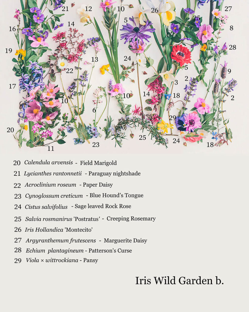 Iris Wild Garden flower names B