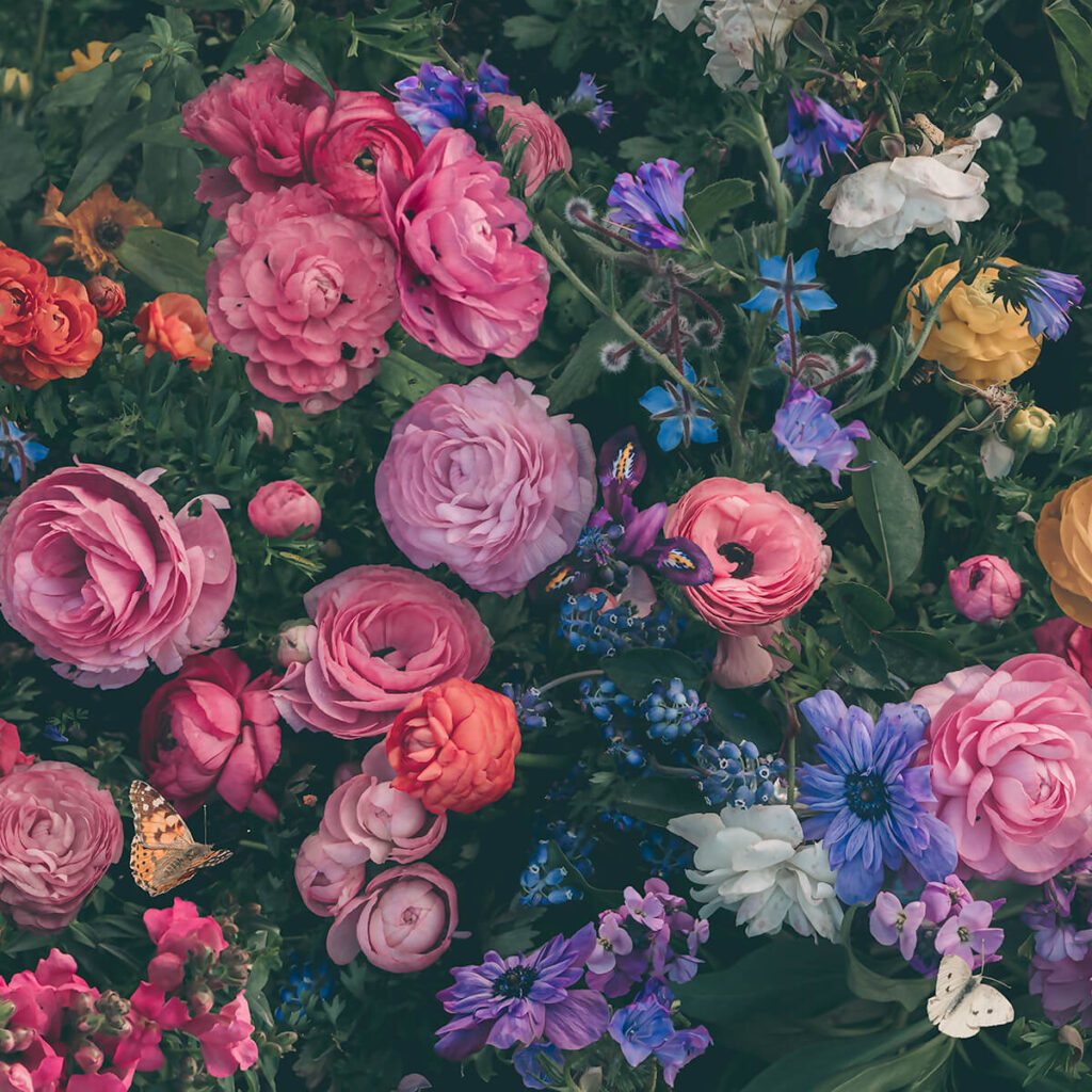 Detail Ranunculus Garden botanical photo art